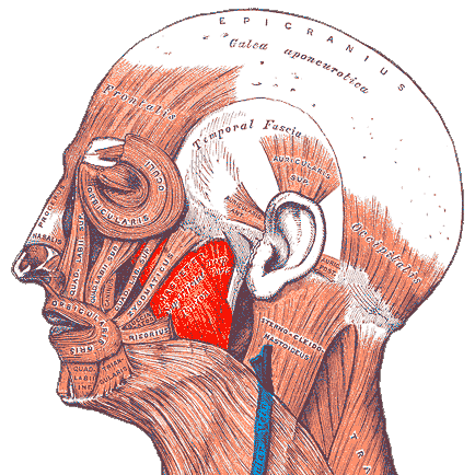 The masseter muscle (Gray's anatomy)
