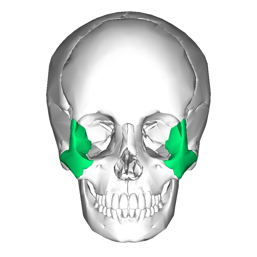 Zygomatic bone (Quad-4)