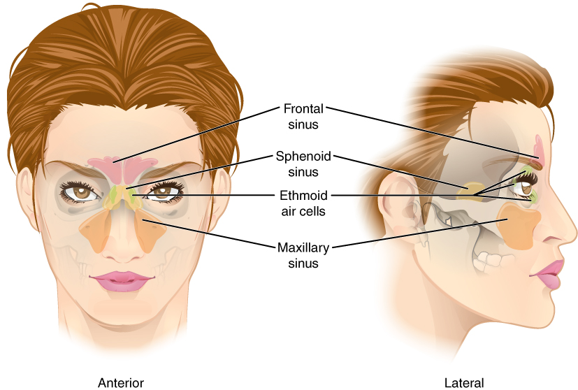 The paranasal sinuses and the maxillary sinus