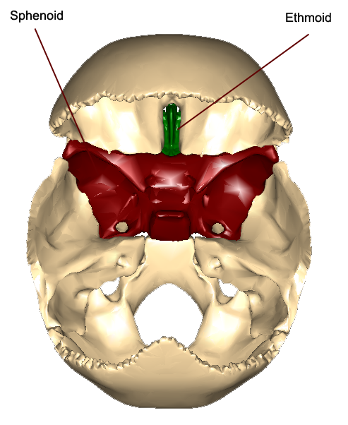 Sphenoid and ethmoid bone